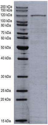 MopA, the Mn Oxidizing Protein From Erythrobacter sp. SD-21, Requires Heme and NAD+ for Mn(II) Oxidation